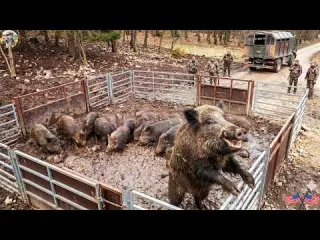Texas Farmers Didn t Expect Wild Pig Numbers to Be So High