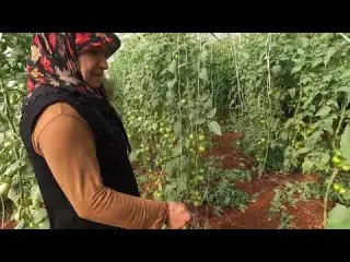 KÖYDE İNANILMAZ SERA BAHÇE EKİMİ DOMATES HASADI DOĞAL YAŞAM