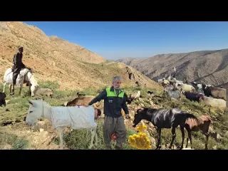 Nomads journey to the Zagros Mountains For sheep grazing in
