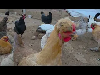 Mis Aves Murieron De Repente Esto Fue Lo Que Pasó