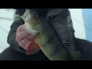 Digging Through Ice to Catch Giant Fish Ice Fishing