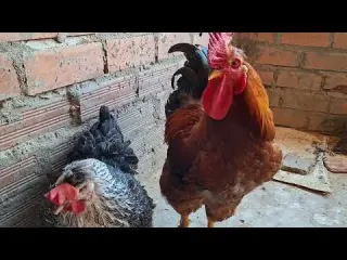 Por este motivo prefiero criar gallinas criollas