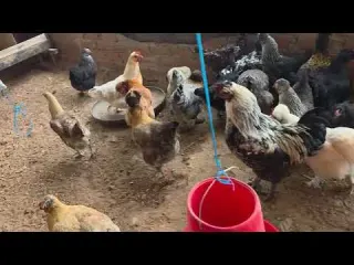 Empecé a vender mis gallinas y esto fue lo que pasó