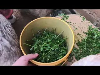 Cómo darle alfalfa a tus gallinas de forma correcta
