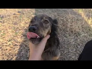 Voy a soltar al mastín Quinqui después de un mes atado
