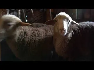 A new Life in our Farm