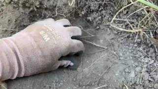 Nezvaná návštěva ve staré zahradě a nález tajemné mince