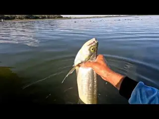Era pra ser pescaria de Dourado mas virou Pescaria de