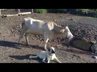 SABAH İŞLERİ ÇADIR AHIRDA KURBANLIK VE BUZAĞI BAKIMI KAÇAN