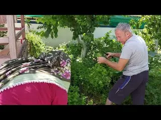 NANEMİZİ BİÇTİK BABAM ELİNİ KESTİ 2 Cİ HASAT VE AYIKLADIM