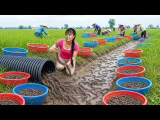 Amazing Farm Harvest Catching Lots Of Mud Pond Eels For
