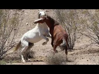 Mustangs The Heartbeat of American Freedom