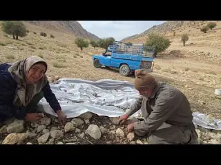 Nomads harvesting organic hawthorn from thousand year old