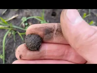 Metal Detecting in the Netherlands NR 65