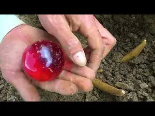 Searching for treasures in the wilderness discovering