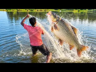 Huge Fat Fish Jumping Out of Water Giant Fish Caught in