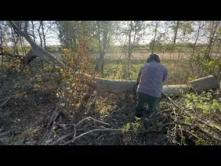 A Shocking Find Under a Fallen Tree