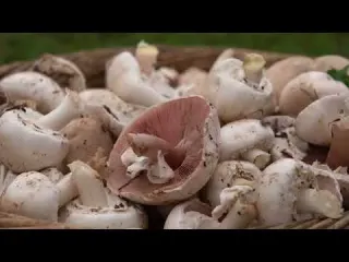 From the Mountain to the Table Mushroom Season in the