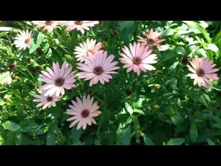 Bodrum Papatyası Afrika Papatyası Osteospermum