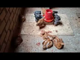 Con estos remedios vas a curar las enfermedades de tus
