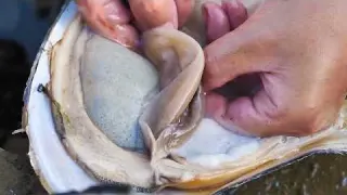 Harvest abundant clams even if bound they cannot block the