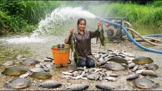 Harvesting A Lot Of Big Perch Fish Under Stream