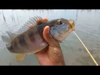 Desci o Rio Grande e achei esse ponto onde pescar de bambu