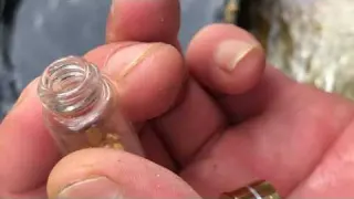Novatos no GARIMPO encontrando OURO GOLD RUSH 金属探知機