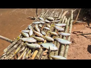 CARDUME DE BAGRES TEMPORAL E SHOW DE ANIMAL SILVESTRES