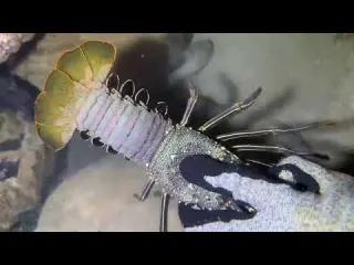 POV seafood catching it feels just like you re doing it