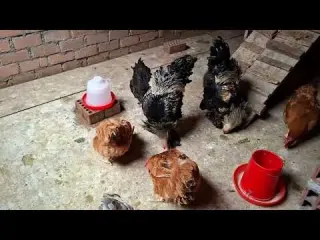 Errores que NO debes cometer en tu gallinero