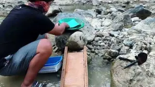 Gold Panning Processing deposits from beneath river rocks