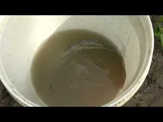 Fishing Method of Single Girl Drain Water from the Lakes
