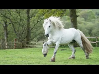 Horse ASMR Minutes of Relaxing Horse Sounds