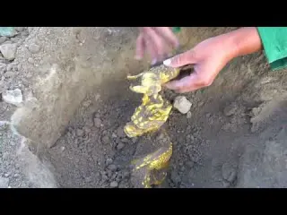 Little Brother Unexpectedly Discovered an Amazing Treasure