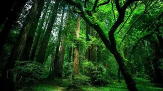 Rahatlatıcı orman ve kuş sesleri relaxing forest sounds