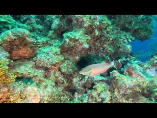CLIP Dive 131 Redband and Stoplight Parrotfish Virginia s