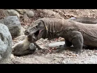 Due To Swallowing The Wrong Target This Komodo Dragon