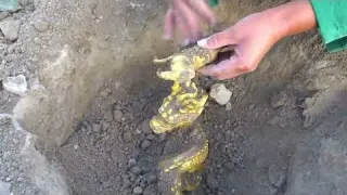Lost Treasure Metal Detector Reveals Buried Wealth