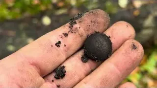 SCHATZSUCHE im WELTKRIEGSWALD geht schief Metalldetektor