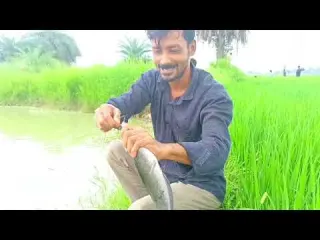 Fishing Video Skillful Village Boy Catches Fish with a Hook