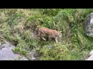 Two Bobcats One Crossing