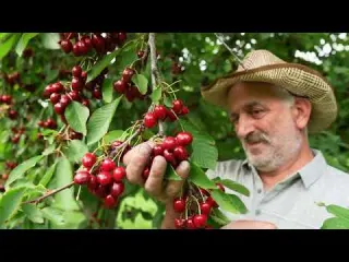 The World s Rarest White Cherries Grow in This Orchard