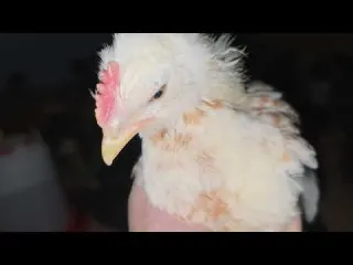 AMOXICILINA para las aves uso y dosis
