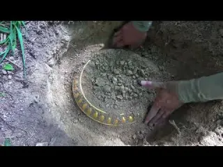 Looking for treasure under a millennium old tree I