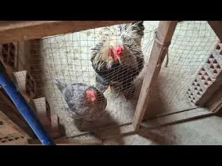 Por este motivos tus gallinas NO crecen rápido