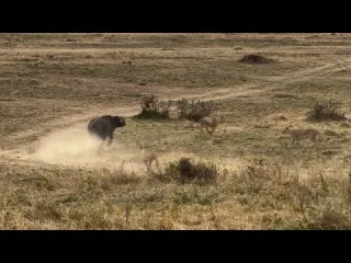 lions trap and attack buffalo separate from herd and lucky