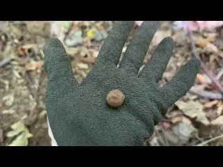 Treasure Hunt in the Italian Mountains Rare 1600 Coin and
