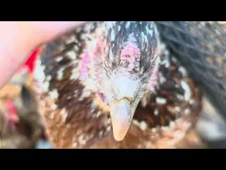 Cómo Evitar una Mortandad masiva en tus gallinas