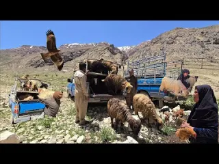 Documentary on Nomads Nomads migration to Sardsir in the